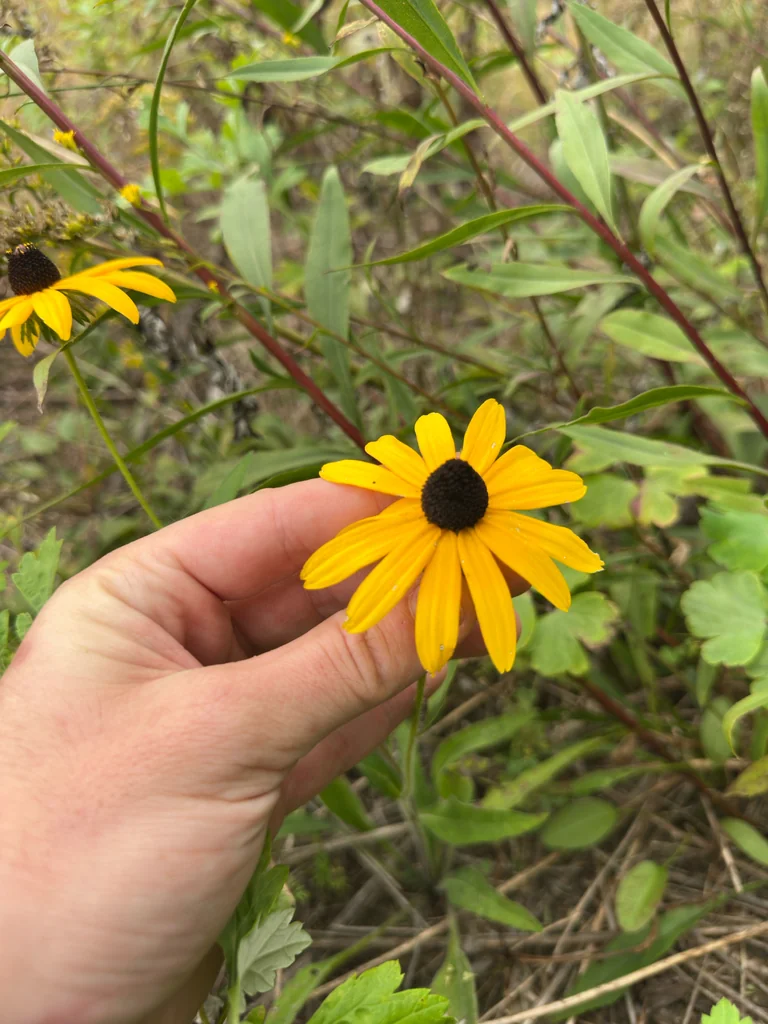Rudbeckia Hirta