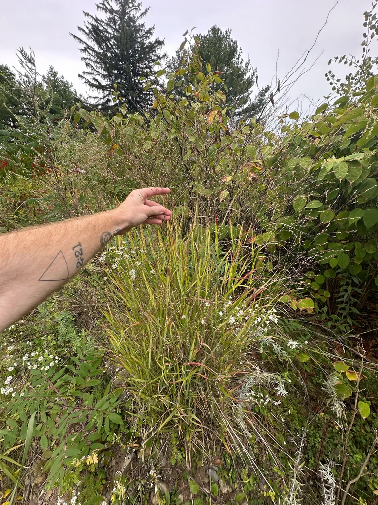Panicum virgatum