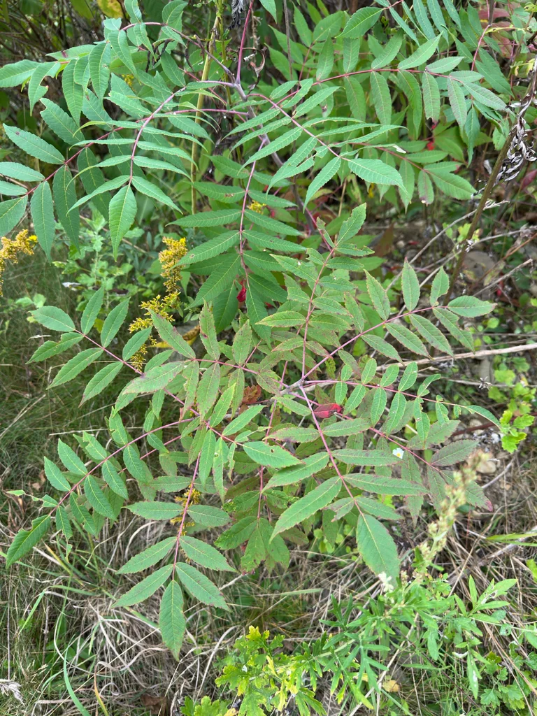 Rhus Glabra