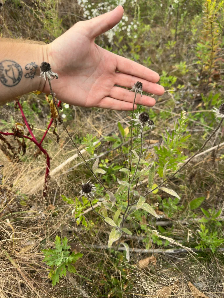 Rudbeckia Hirta