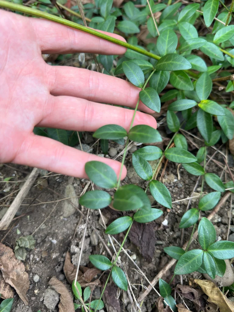Vinca Minor