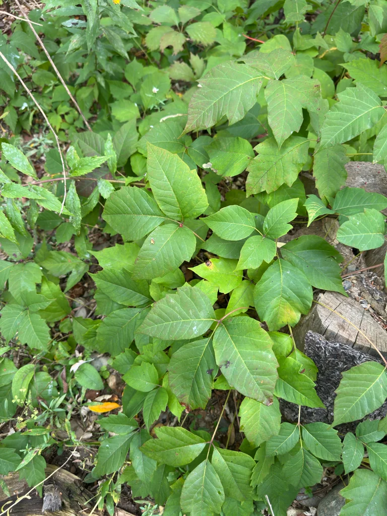 Toxicodendron Radicans