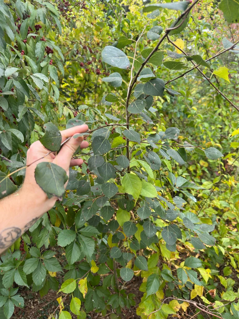 Populus Tremuloides