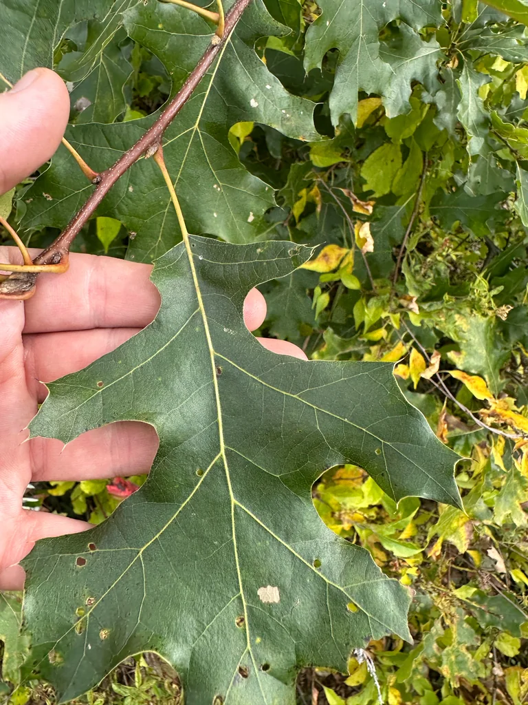 Quercus velutina
