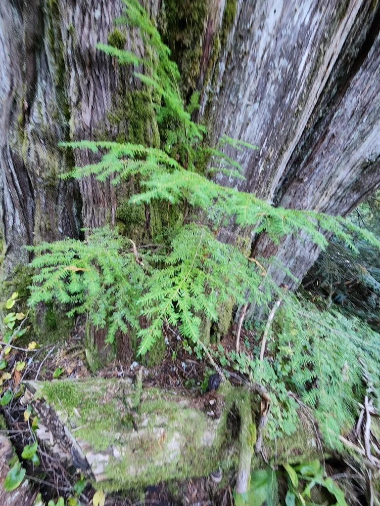 Tsuga Heterophylla