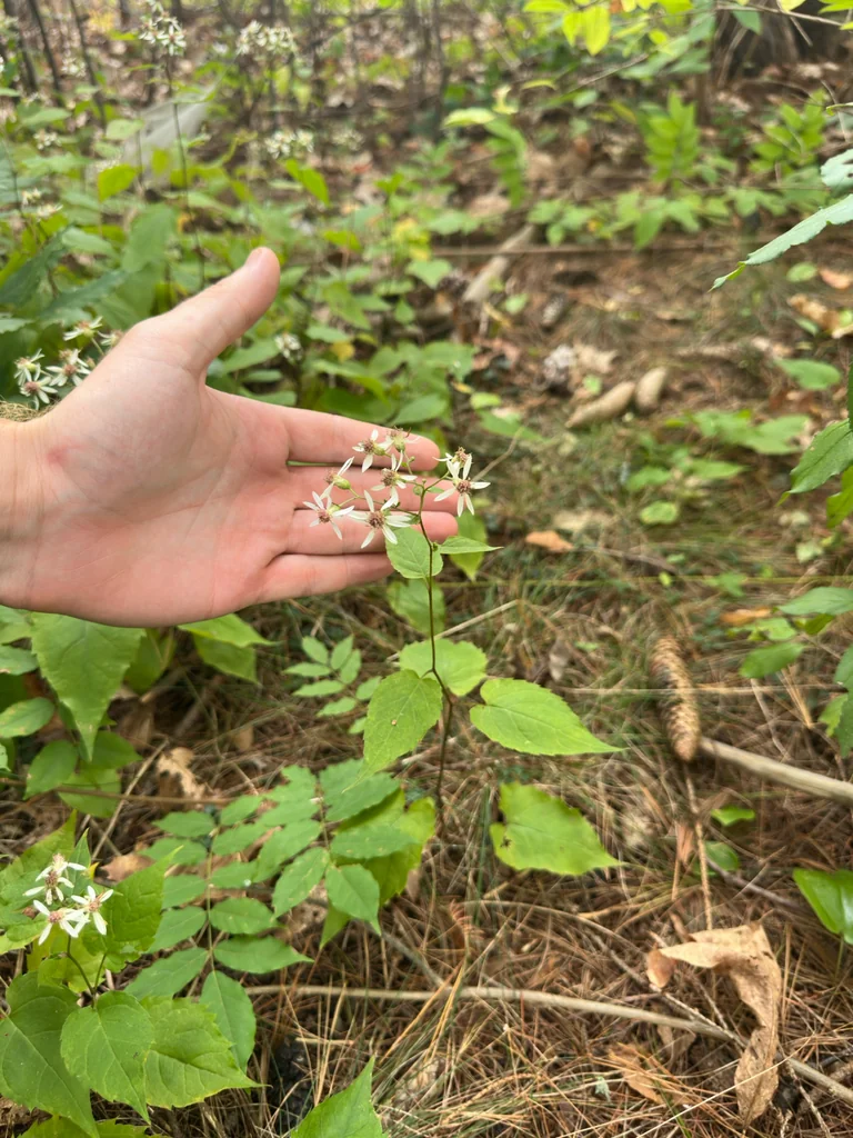 Eurybia divaricata