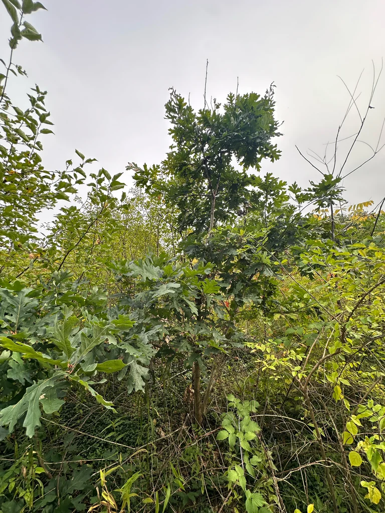 Quercus Alba