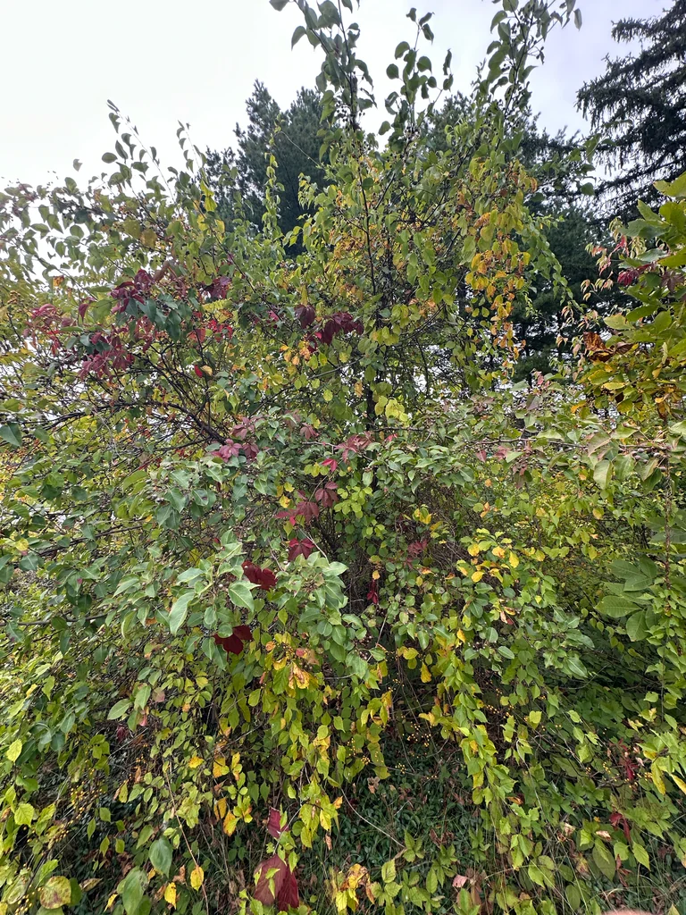 Pyrus Calleryana