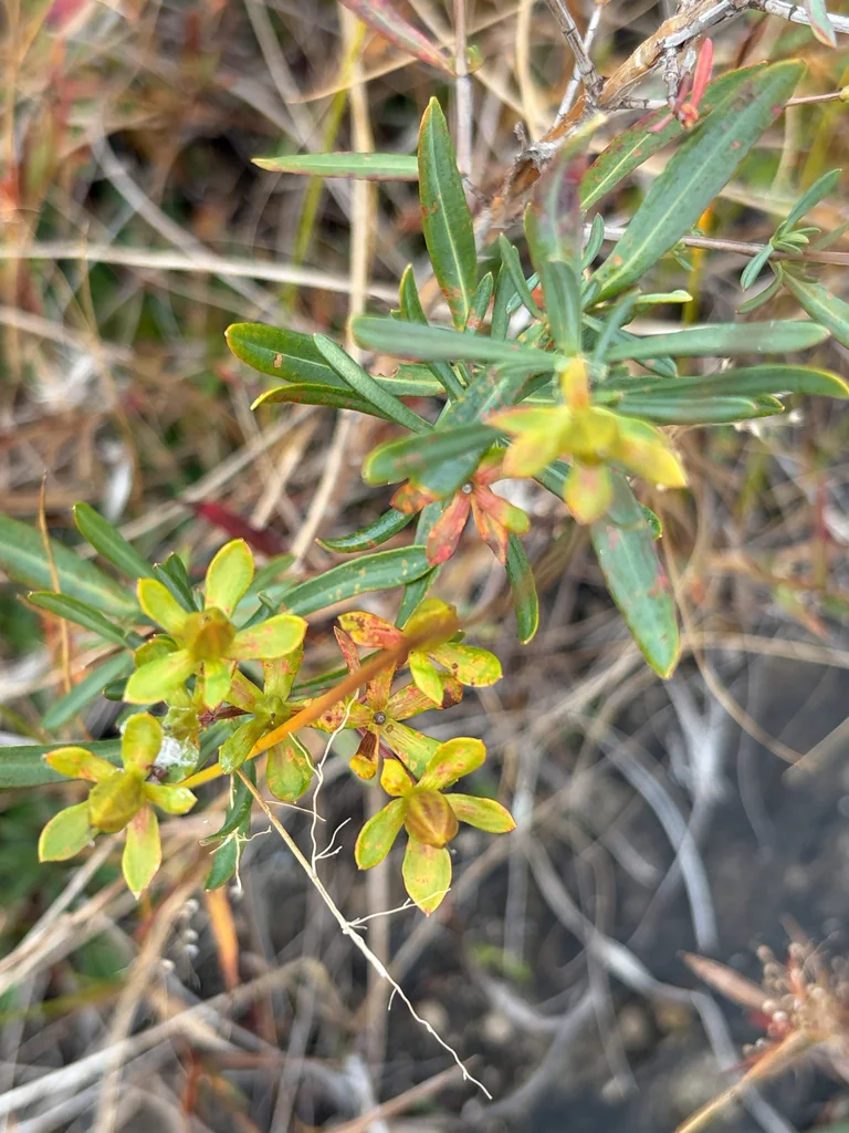 Hypericum Kalmianum