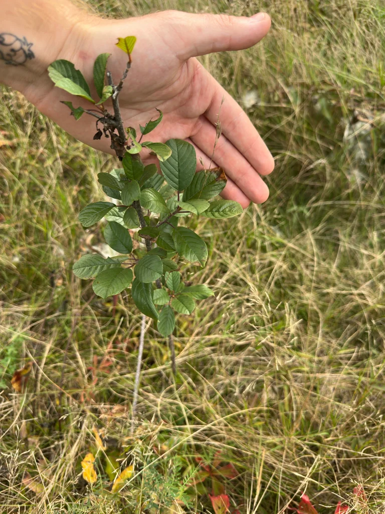 Rhamnus frangula