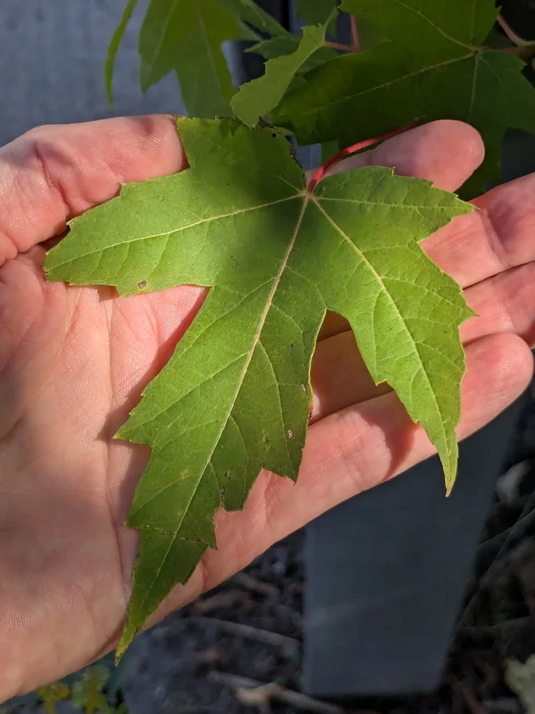 Acer Saccharinum