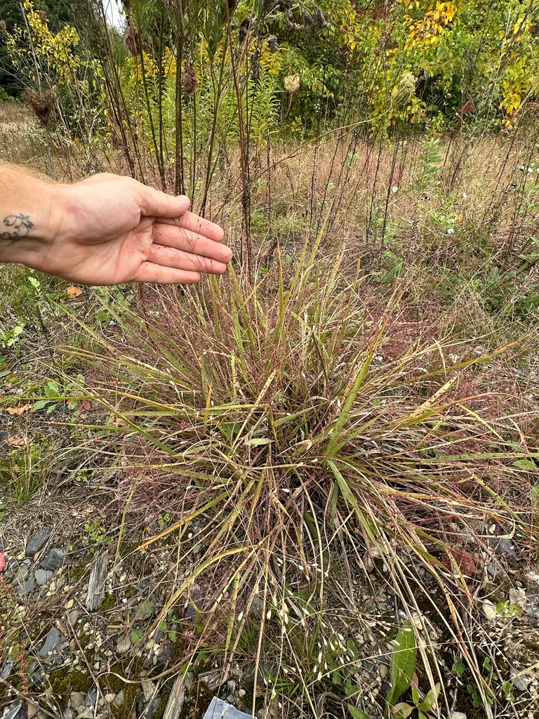 Eragrostis Spectabilis
