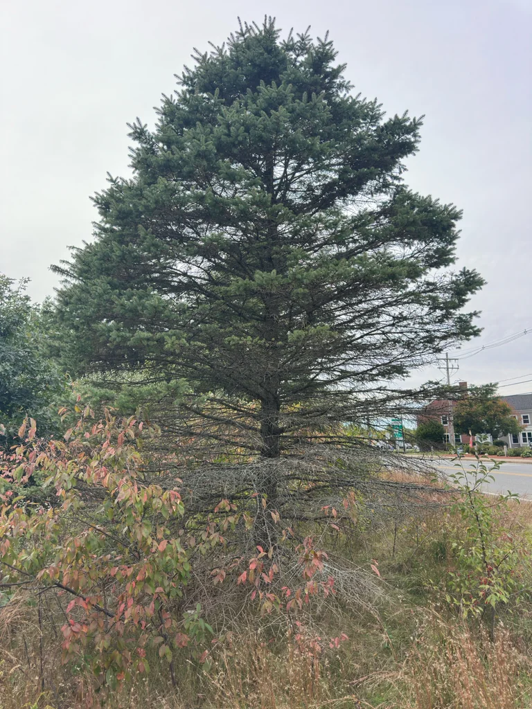 Picea Glauca