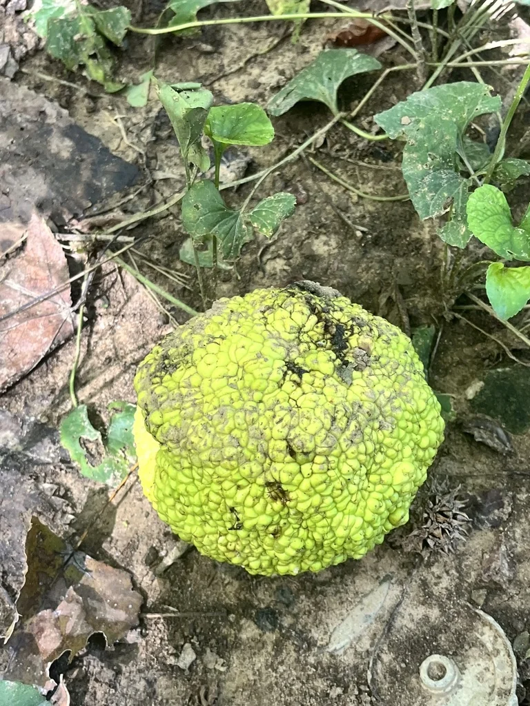 Maclura Pomifera