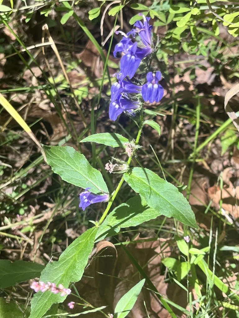 Lobelia Siphilitica