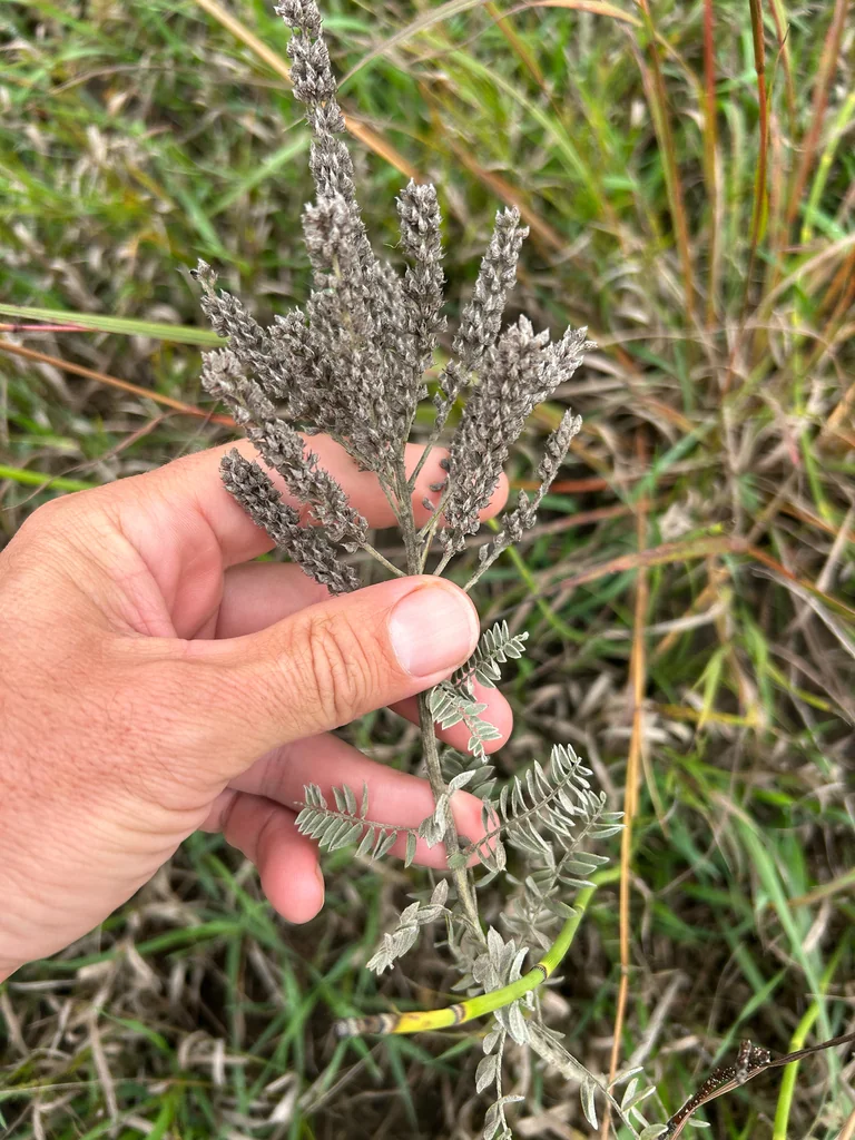 Amorpha Canescens
