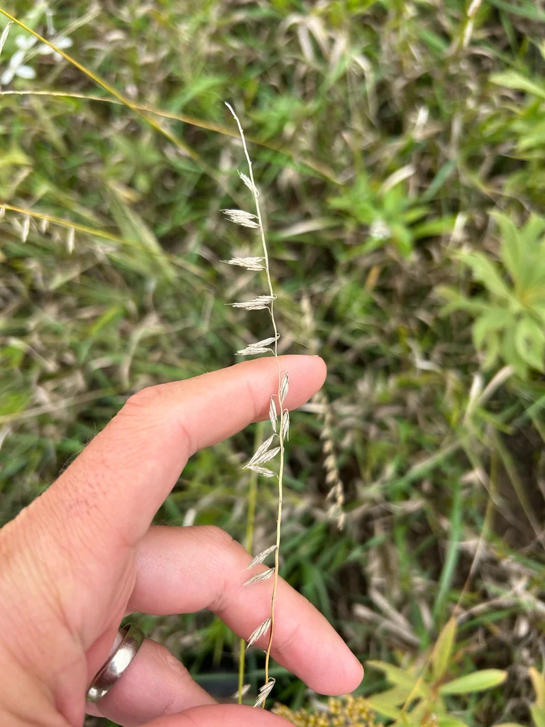 Bouteloua Curtipendula