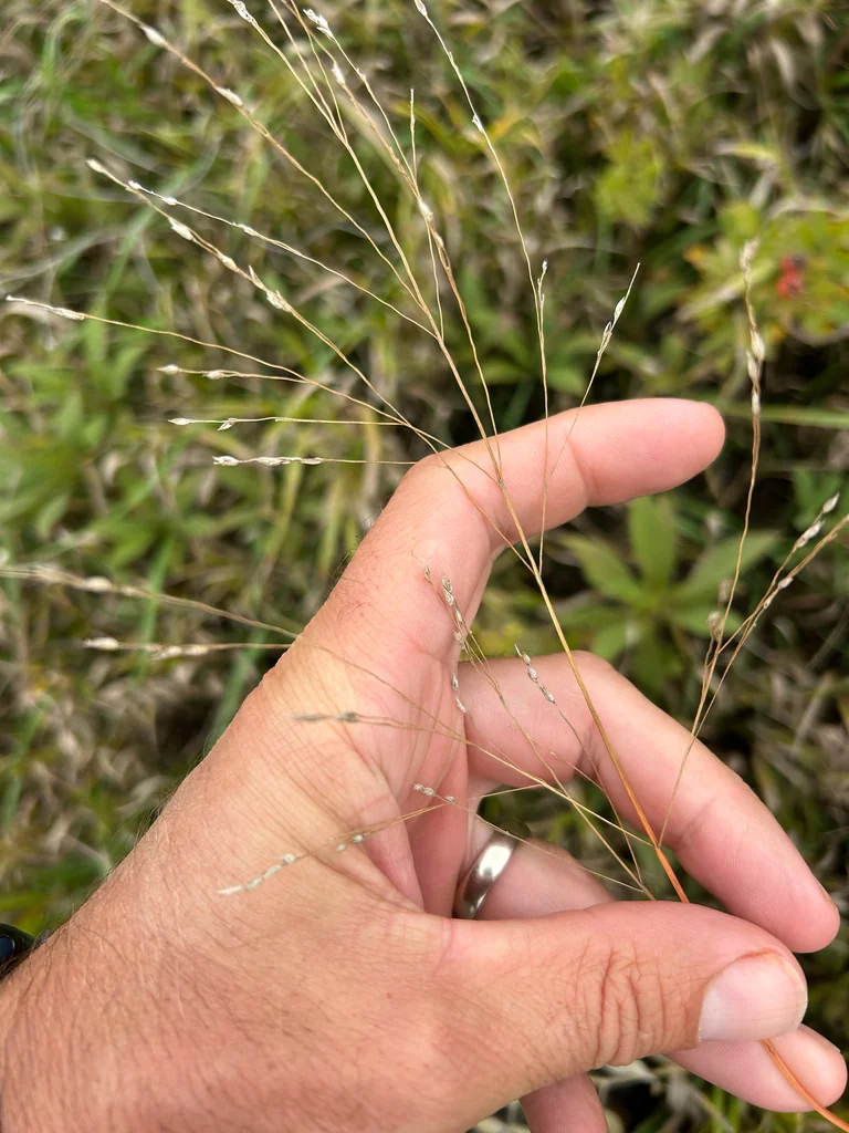 Panicum virgatum