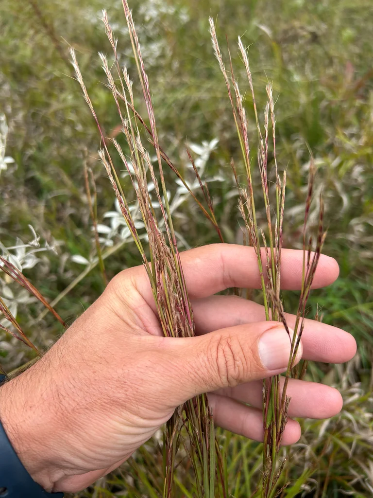 Schizachyrium scoparium