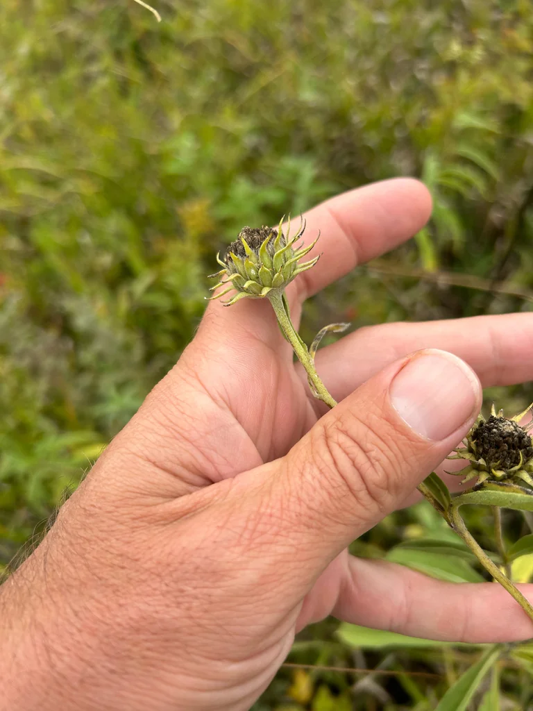 Helianthus Maximiliani