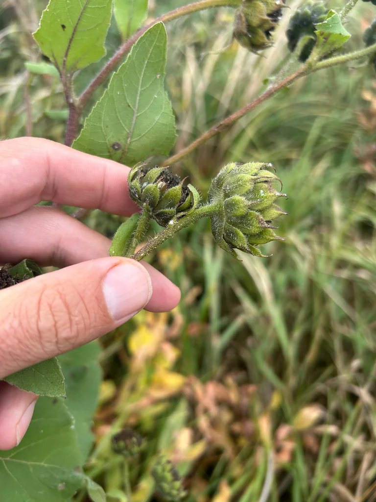 Helianthus Annuus