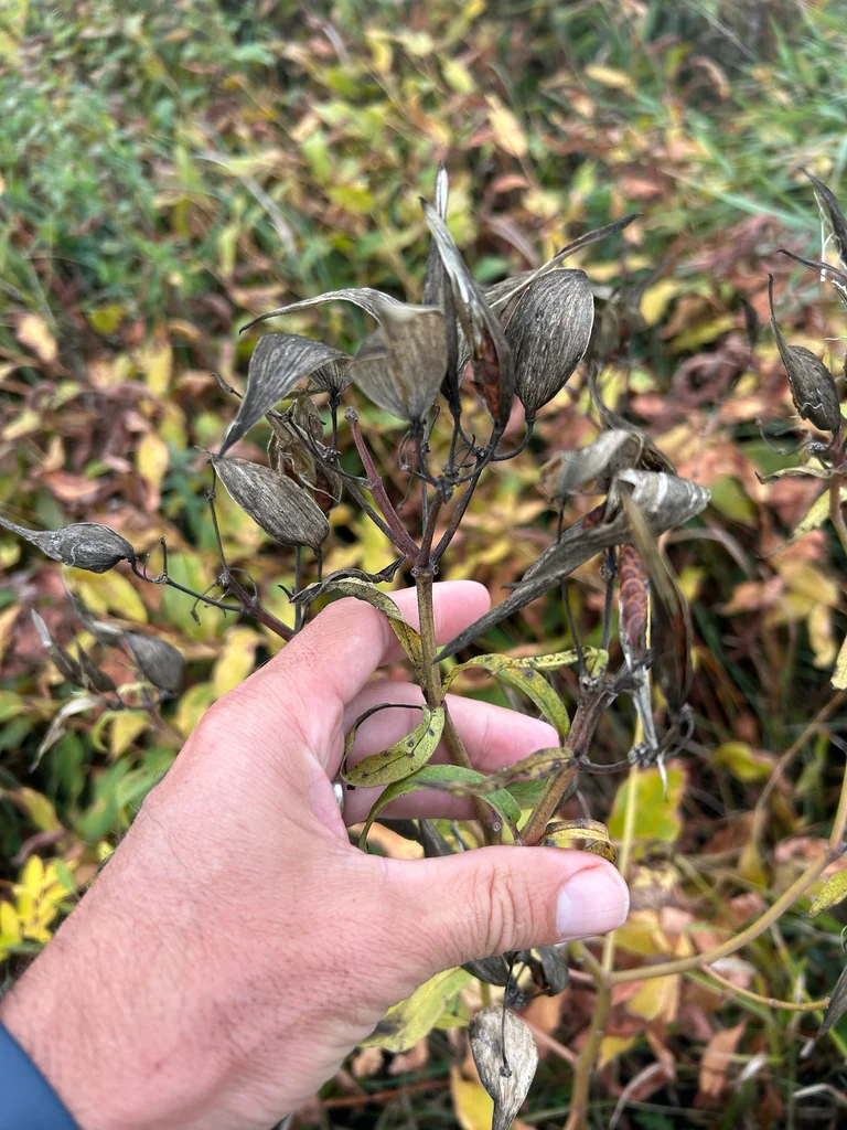 Asclepias Incarnata