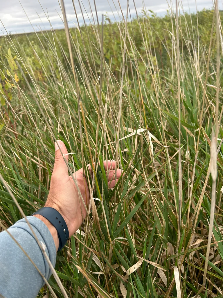 Phalaris Arundinacea Picta
