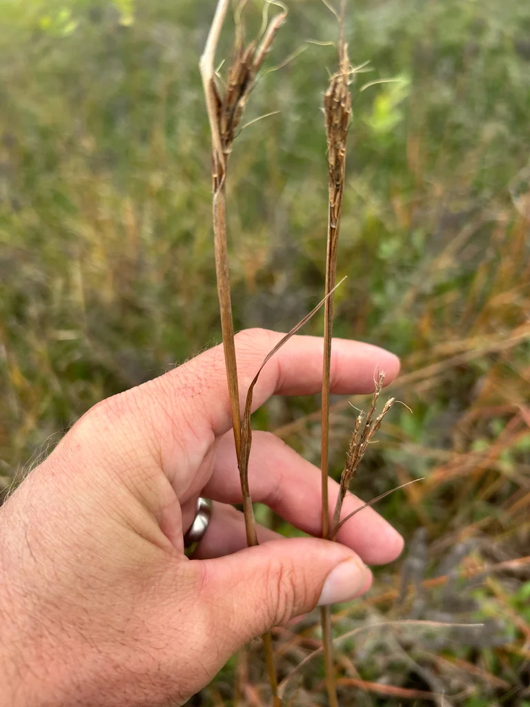 Andropogon Gerardii