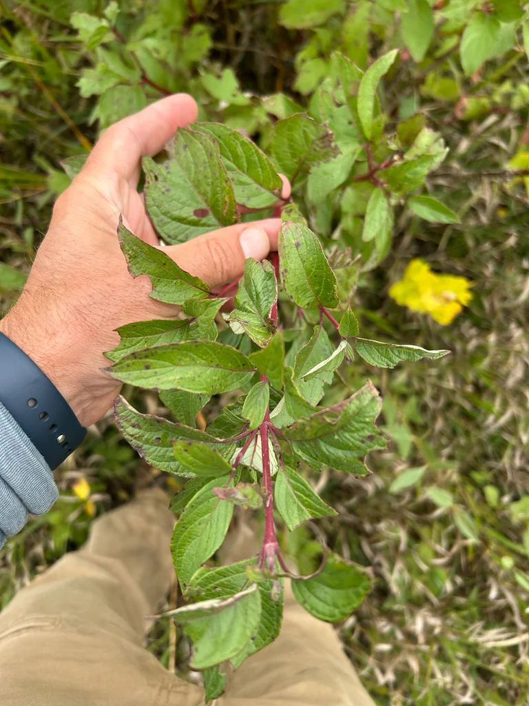 Cornus stolonifera