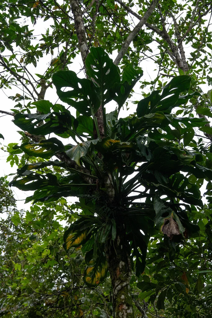 Monstera adansonii