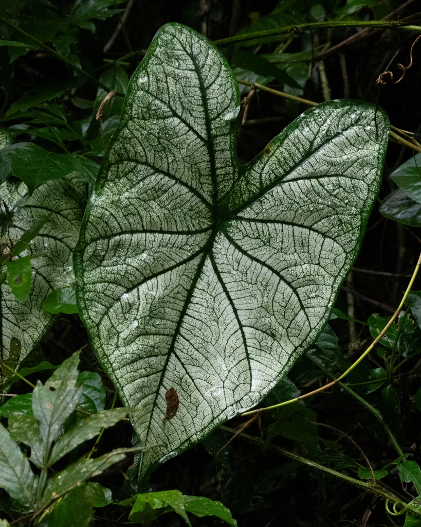 Caladium hortulanum