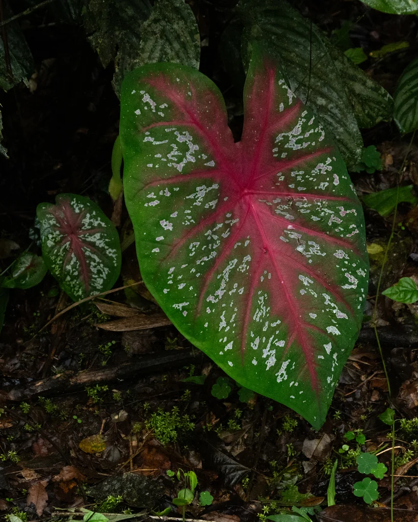 Caladium hortulanum