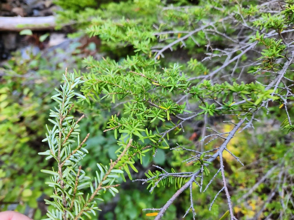 Tsuga Heterophylla