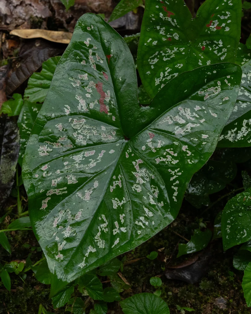Caladium hortulanum