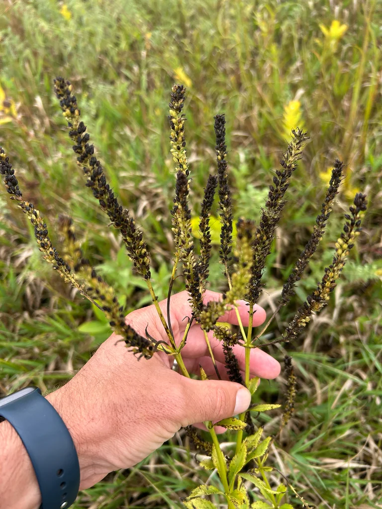 Veronicastrum Virginicum