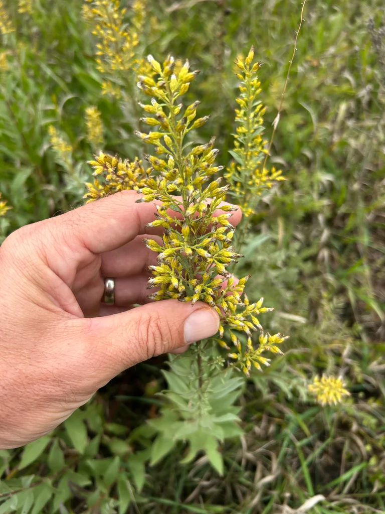 Solidago Speciosa