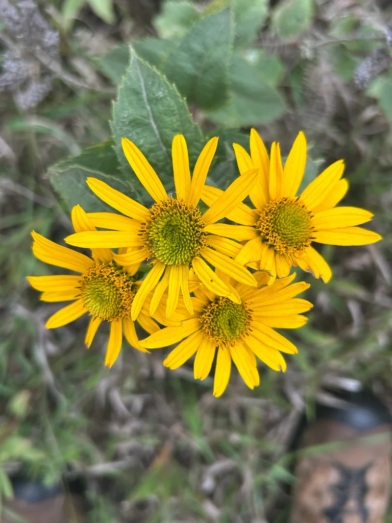 Heliopsis helianthoides