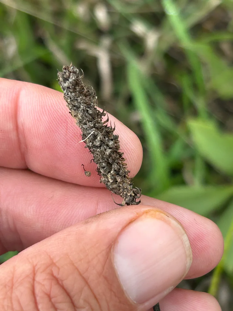 Dalea Candida