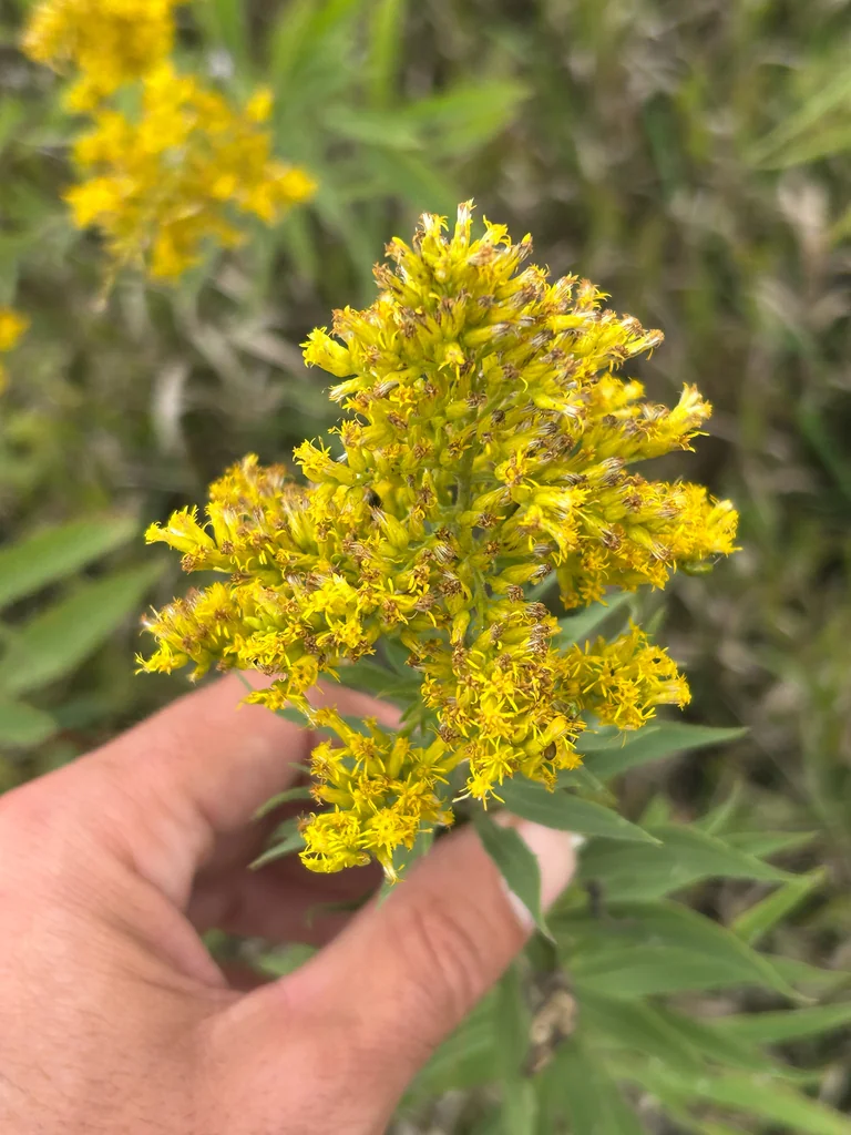 Solidago Altissima