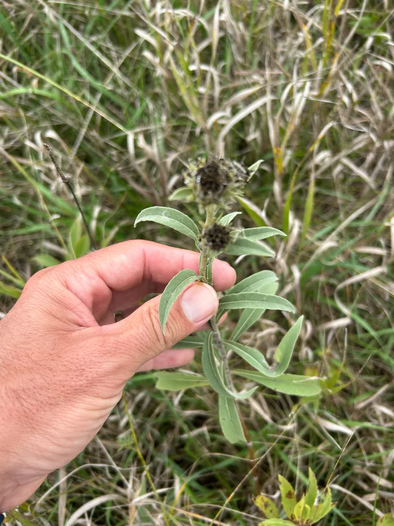 Helianthus Maximiliani