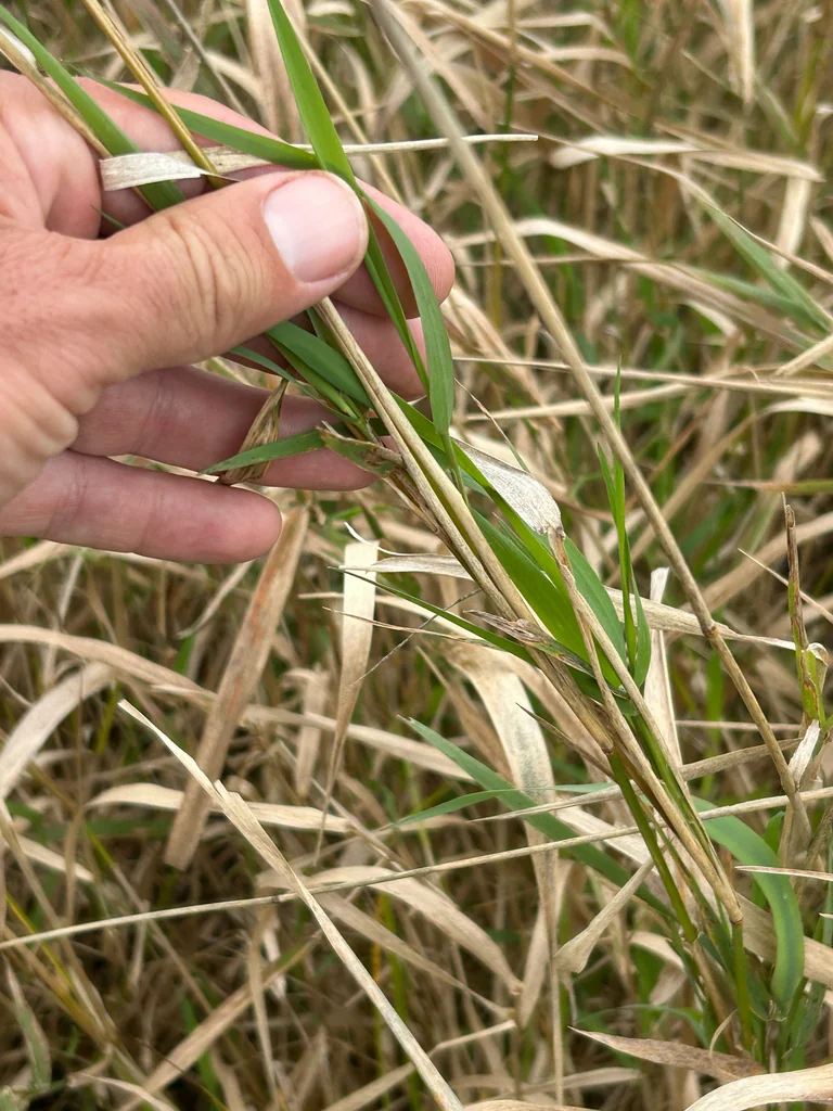 Phalaris Arundinacea Picta