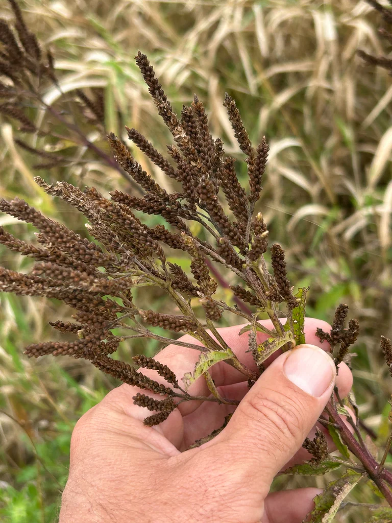 Verbena Hastata