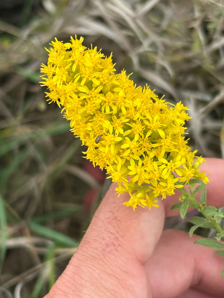Solidago Speciosa