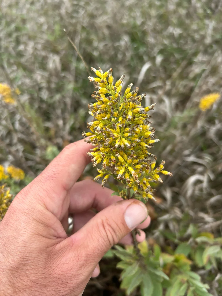 Solidago Speciosa