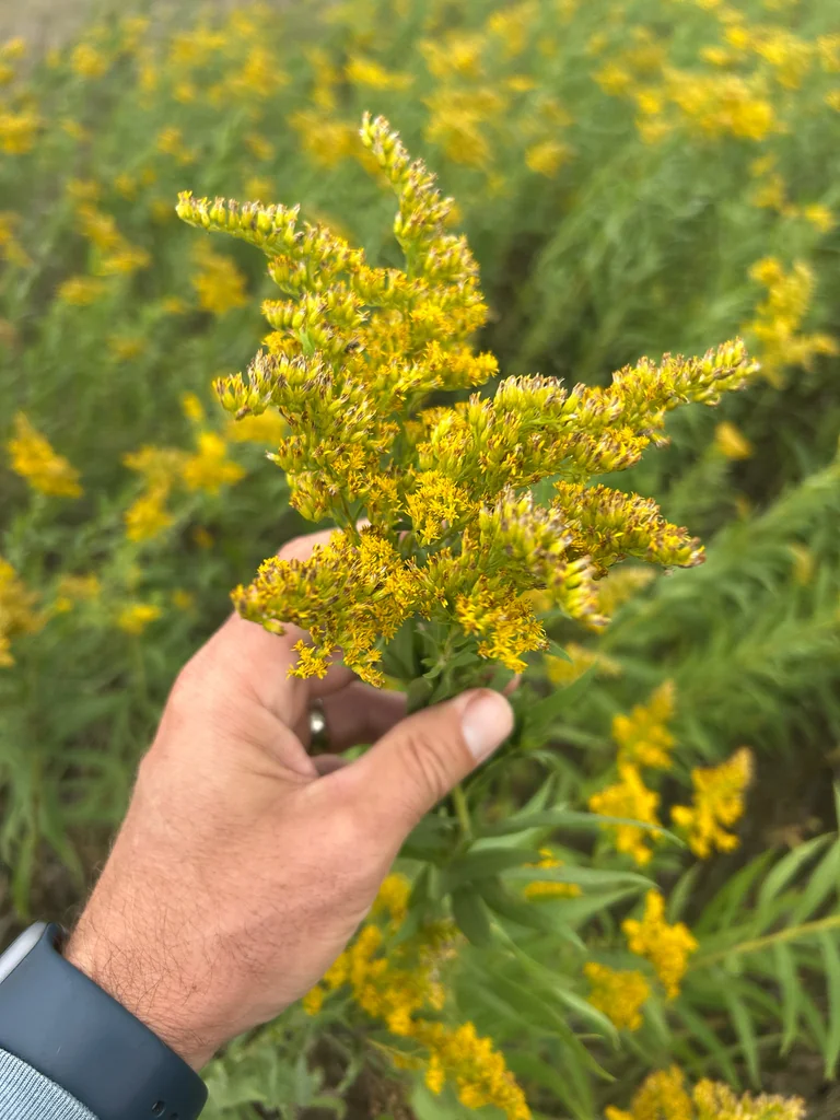 Solidago Altissima