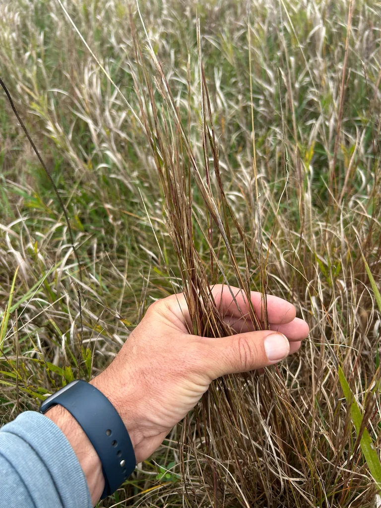 Schizachyrium scoparium