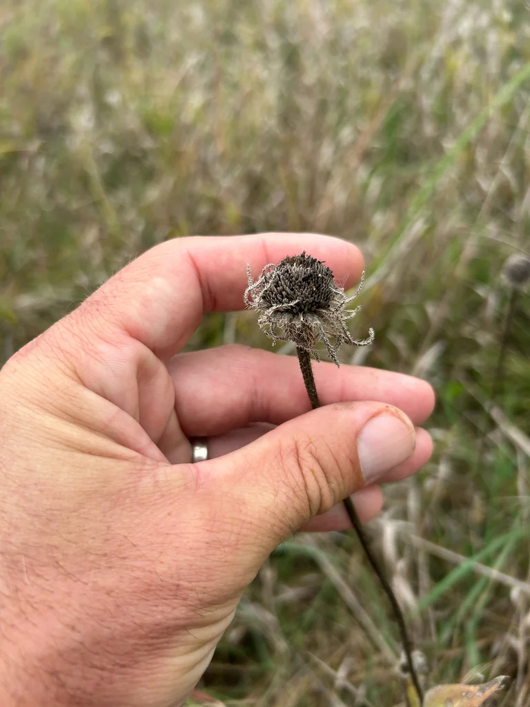 Rudbeckia Hirta
