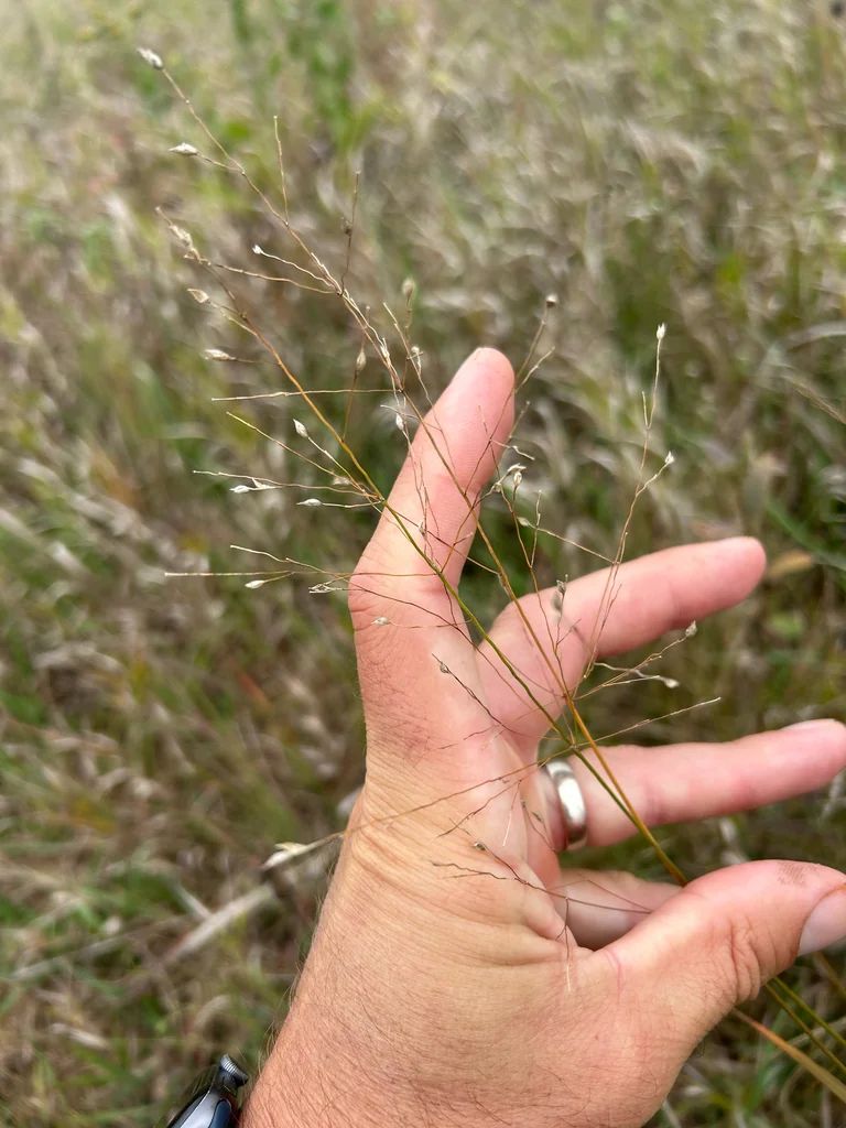 Panicum virgatum