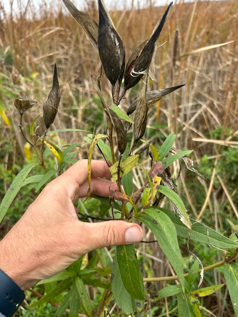 Asclepias Incarnata