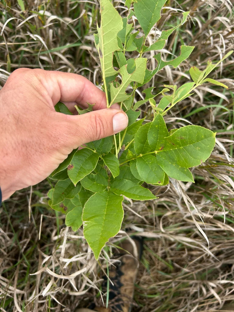 Fraxinus Pennsylvanica